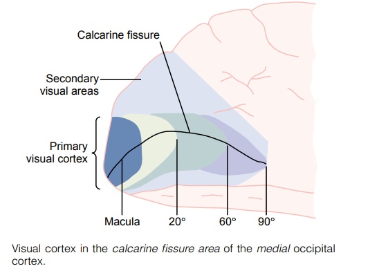 Organization and Function of the Visual Cortex