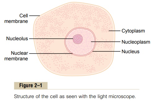 Organization of the Cell