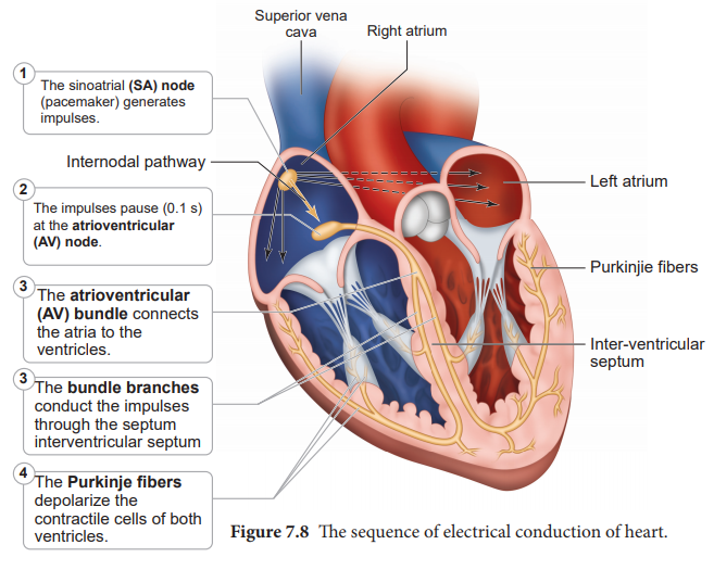 Origin and conduction of heart beat