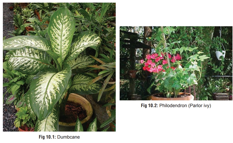 Oropharyngeal Irritant Plants
