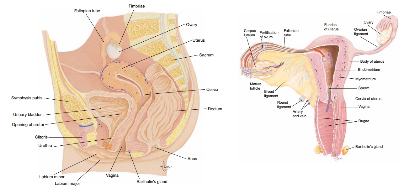 Ovaries - Anatomy and Physiology