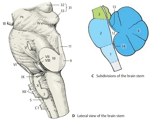 Overview of Brain Stem and Cranial Nerves