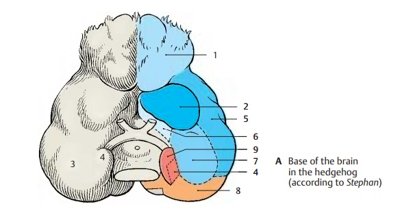 Paleocortex