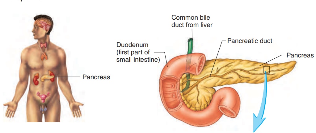 Pancreas, Insulin, and Diabetes - Endocrine Glands and Their Hormones