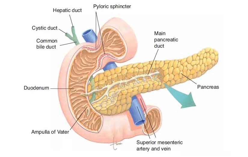 Pancreas - Anatomy and Physiology