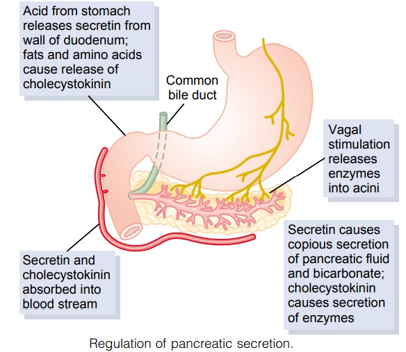 Pancreatic Secretion