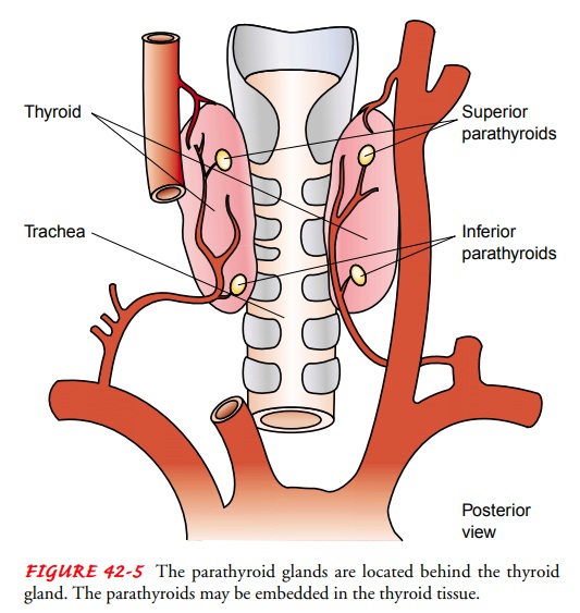 Parathyroid Function - Management of Patients With Parathyroid Disorders