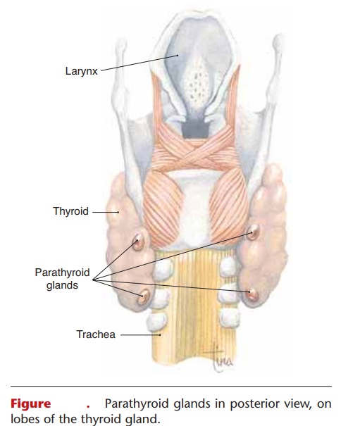 Parathyroid Glands and Parathyroid hormone (PTH)