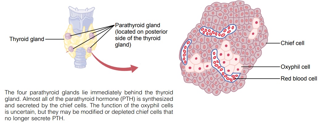 Parathyroid Hormone