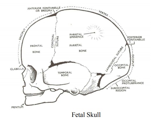 Part of the fetal skull