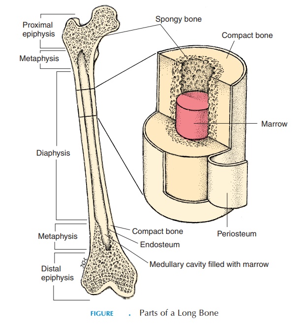 Parts of a Long Bone