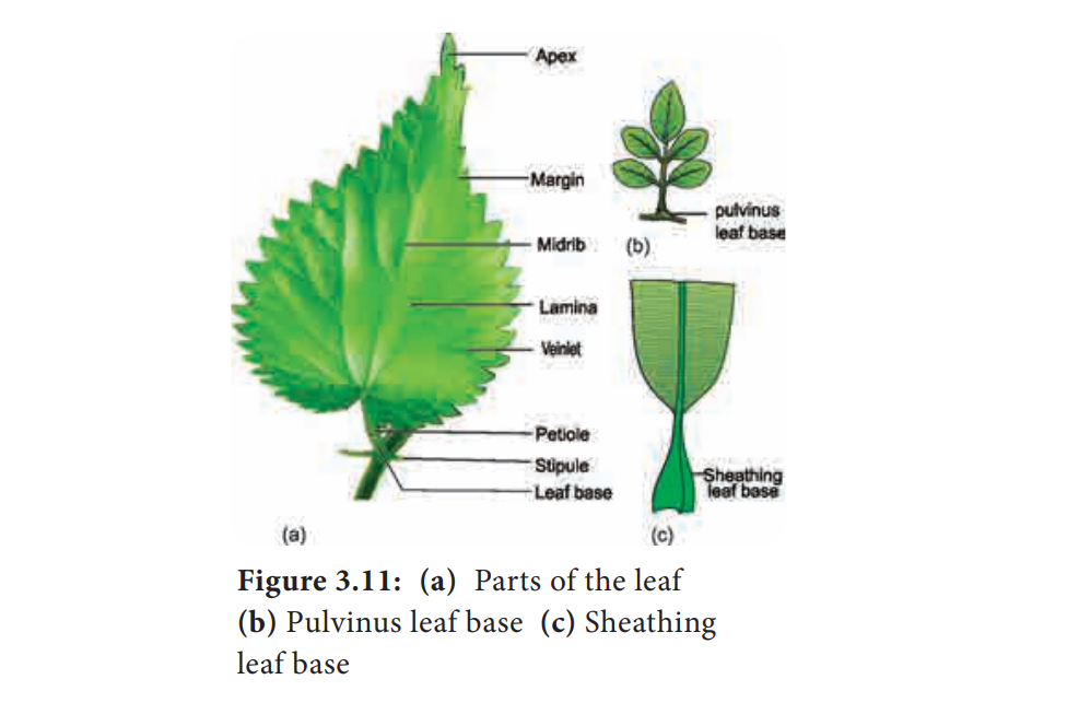 Parts of the leaf