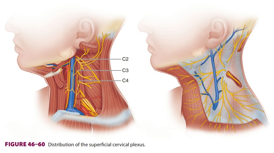Peripheral Nerve Blocks of the Trunk: Superficial Cervical Plexus Block