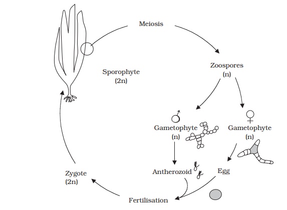 Phaeophyta - Structural characteristics of algal protists