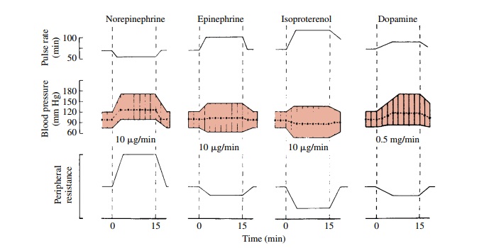 Pharmacodynamic Actions of Norepinephrine, Epinephrine, and Isoproterenol