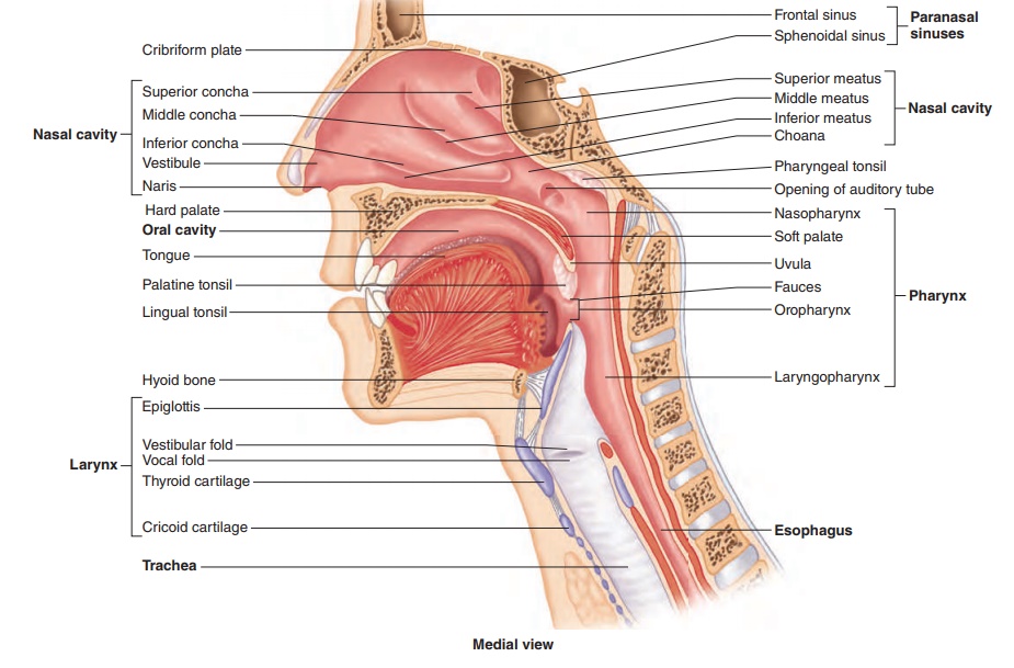 Pharynx - Anatomy of the Respiratory System