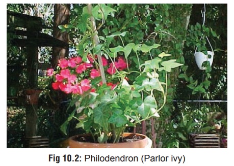 Philodendron - Oropharyngeal Irritant Plants