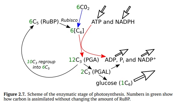 Photosynthesis: Enzymatic Stage
