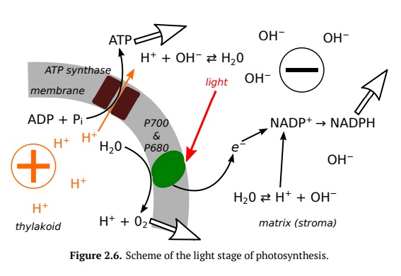 Photosynthesis: Light Stage