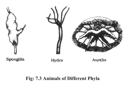 Phylum - Cnidaria