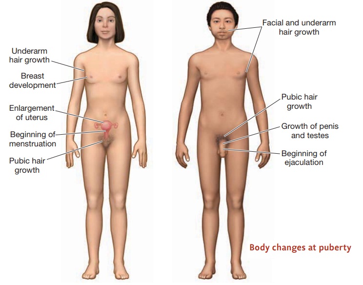 physical changes that occur during puberty