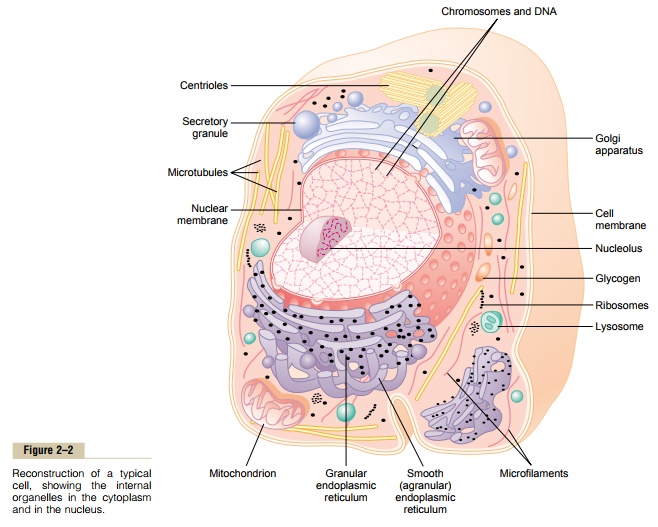 Physical Structure of the Cell