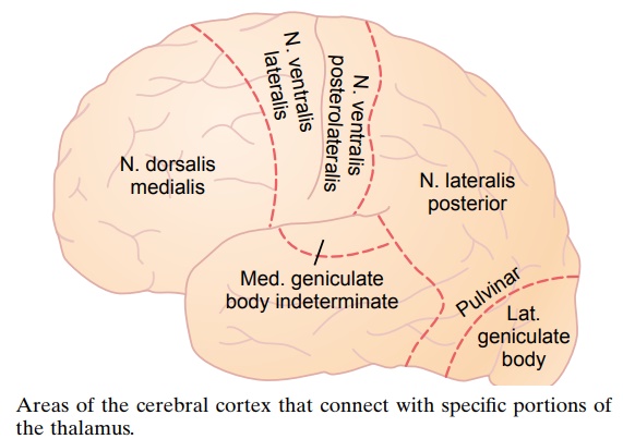 Physiologic Anatomy of the Cerebral Cortex