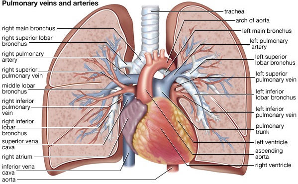 Physiologic Anatomy of the Pulmonary Circulatory System