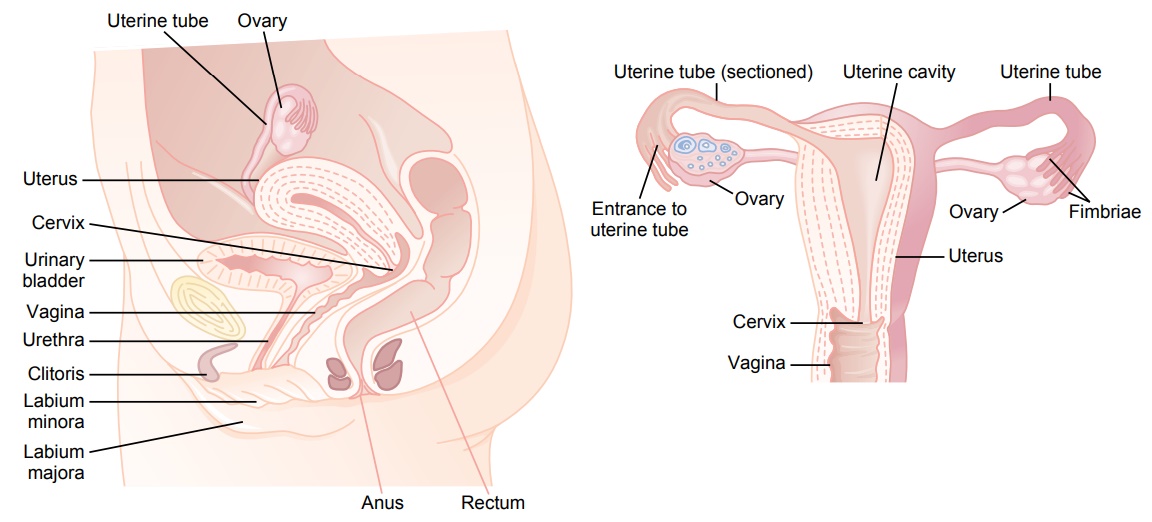 Physiologic Anatomy of the Female Sexual Organs