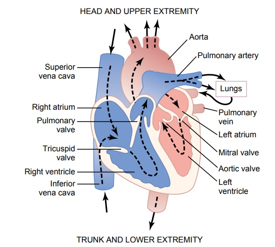 Physiologic Anatomy of Cardiac Muscle