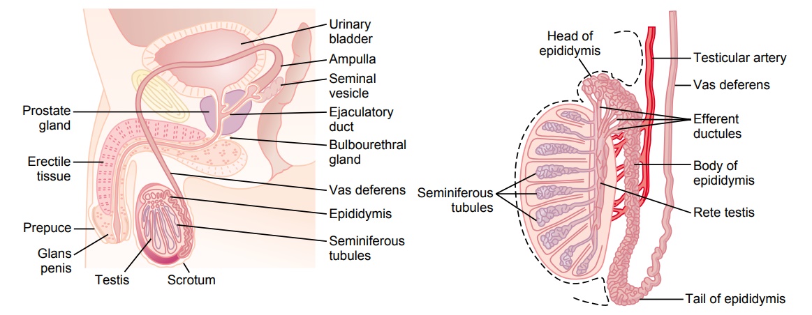 Physiologic Anatomy of the Male Sexual Organs