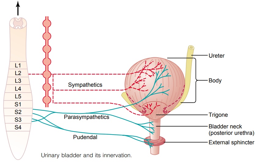 Physiologic Anatomy and Nervous Connections of the Bladder