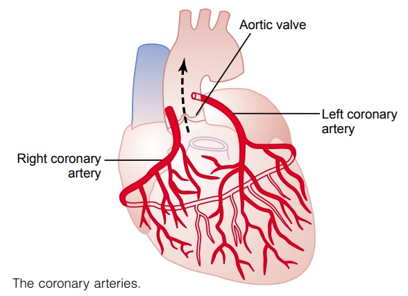 Physiologic Anatomy of the Coronary Blood Supply