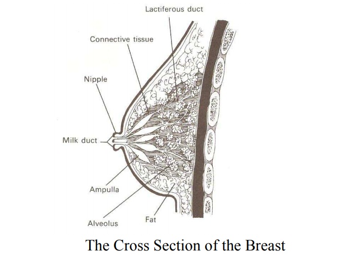 Physiology of Lactation - breast