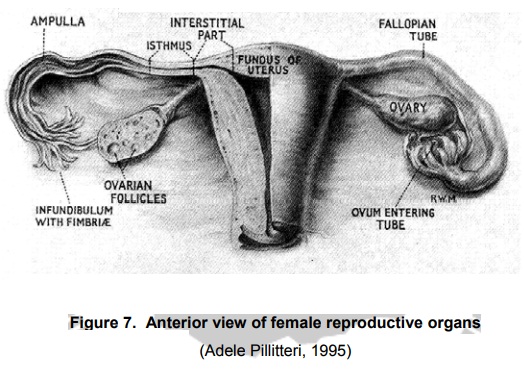 Physiology of the Female Reproductive Organs