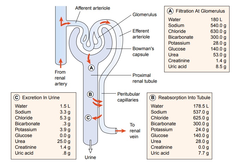 Physiology of the Upper and Lower Urinary Tracts