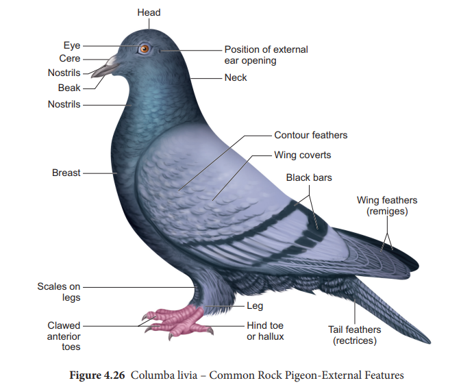 Pigeon (Columba livia)