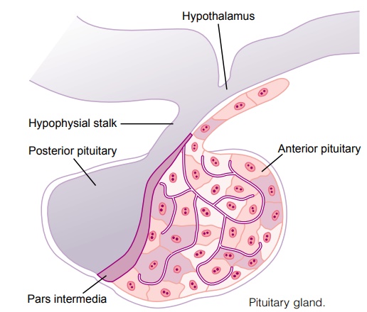 Pituitary Gland and Its Relation to the Hypothalamus