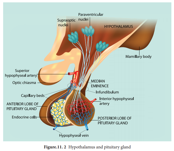 Pituitary gland or Hypophysis