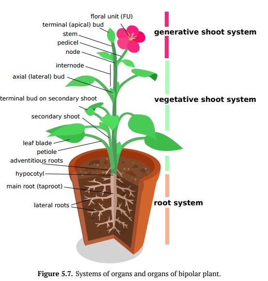 Plant Organs and Organ Systems
