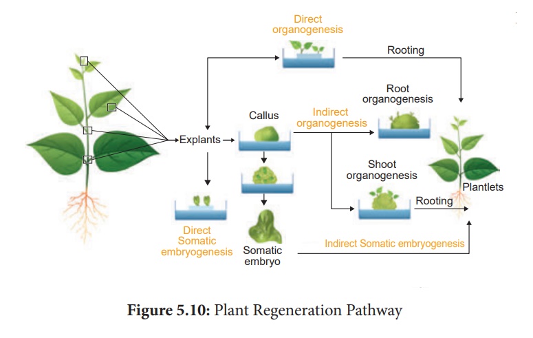 Plant Regeneration Pathway