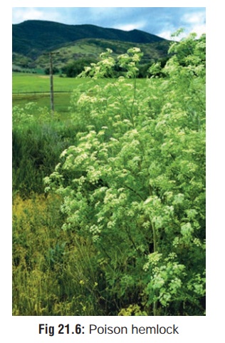 Poison Hemlock - Spinal and Peripheral Neurotoxic Agents