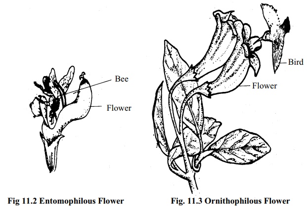 Pollinating Agents: Types and Characteristics