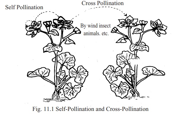 Pollination: Two types, Significance, Merits, Demerits