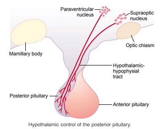 Posterior Pituitary Gland and Its Relation to the Hypothalamus