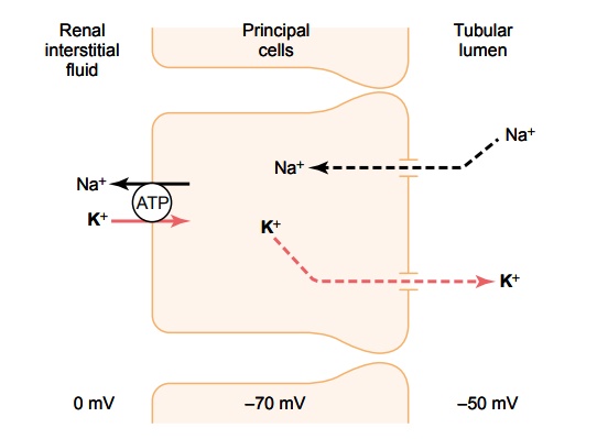 Potassium Secretion by Principal Cells of Late Distal and Cortical Collecting Tubules
