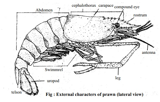 Prawn: Classification, External Features, Digestive System, Method of Dissection