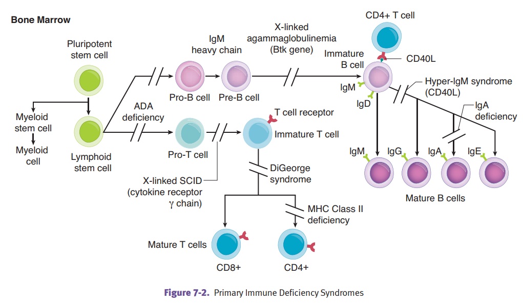 Primary Immune Deficiency Syndromes