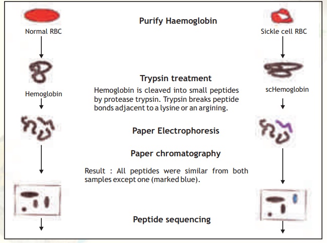 Protein Finger printing- Peptide Mapping