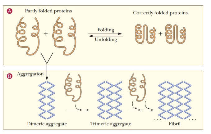 Protein Folding Dynamics: The Importance of Correct Folding